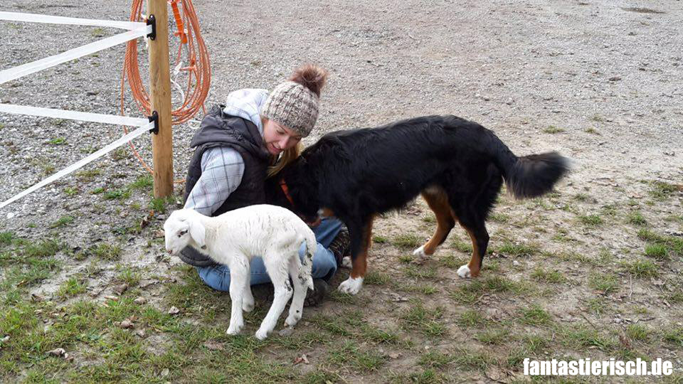 fantastierisch_schaf_hund_3