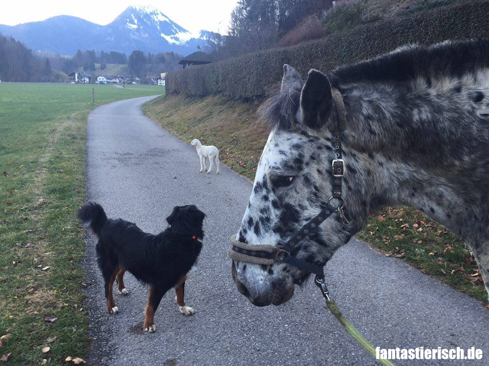 fantastierisch_schaf_hund_4